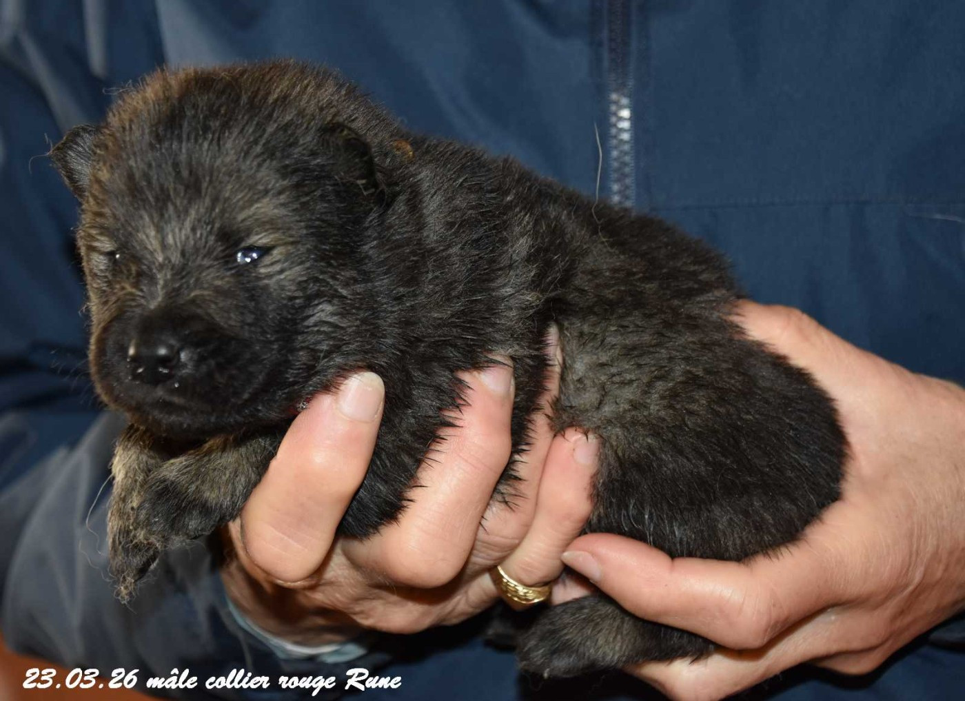 Des crinières de feu - Chiots disponibles - Eurasier