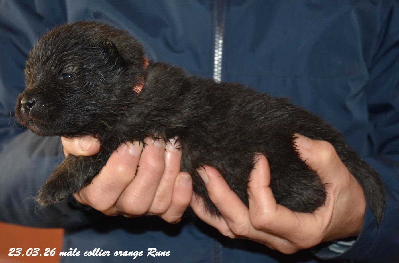 Des crinières de feu - Chiots disponibles - Eurasier