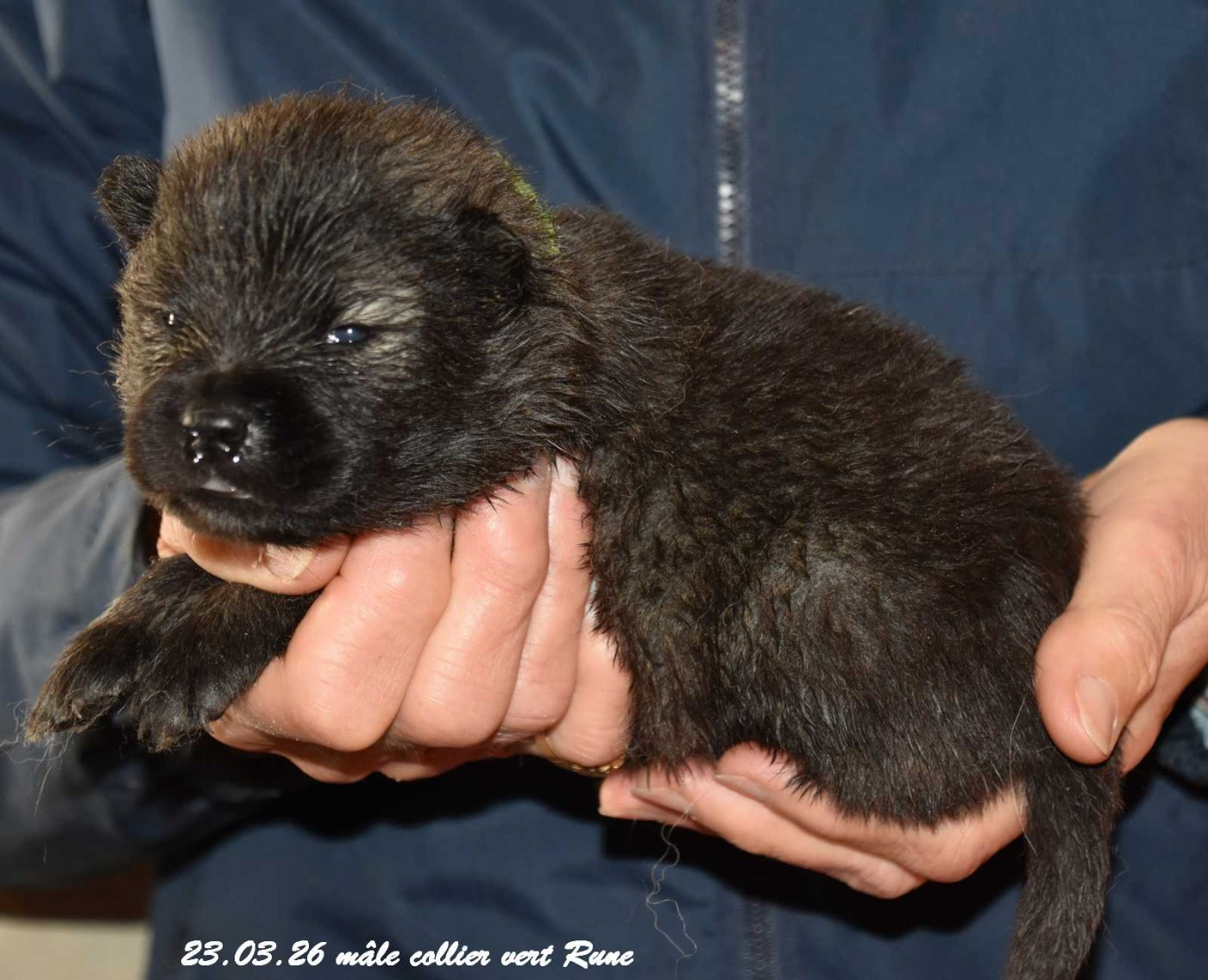 Des crinières de feu - Chiots disponibles - Eurasier