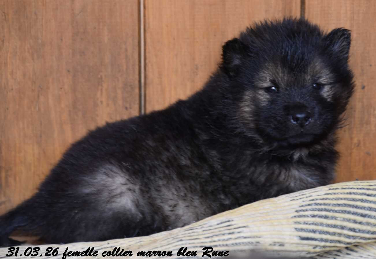 Des crinières de feu - Eurasier - Portée née le 02/03/2026