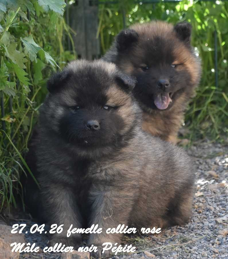 Des crinières de feu - Chiots disponibles - Eurasier