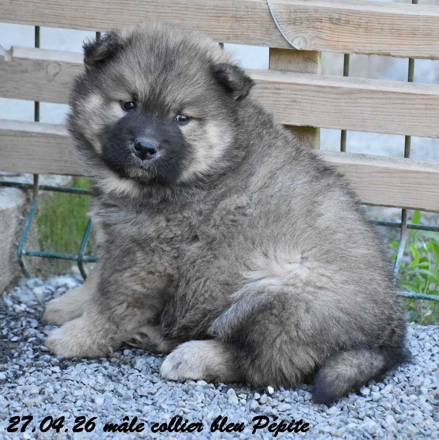 Des crinières de feu - Chiots disponibles - Eurasier