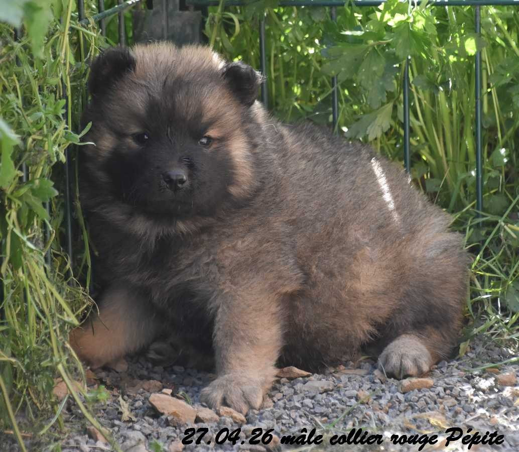 Des crinières de feu - Chiots disponibles - Eurasier