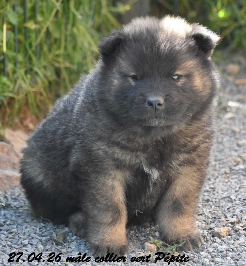 Des crinières de feu - Chiots disponibles - Eurasier