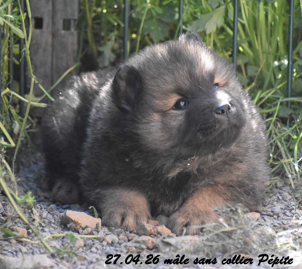 Des crinières de feu - Chiots disponibles - Eurasier