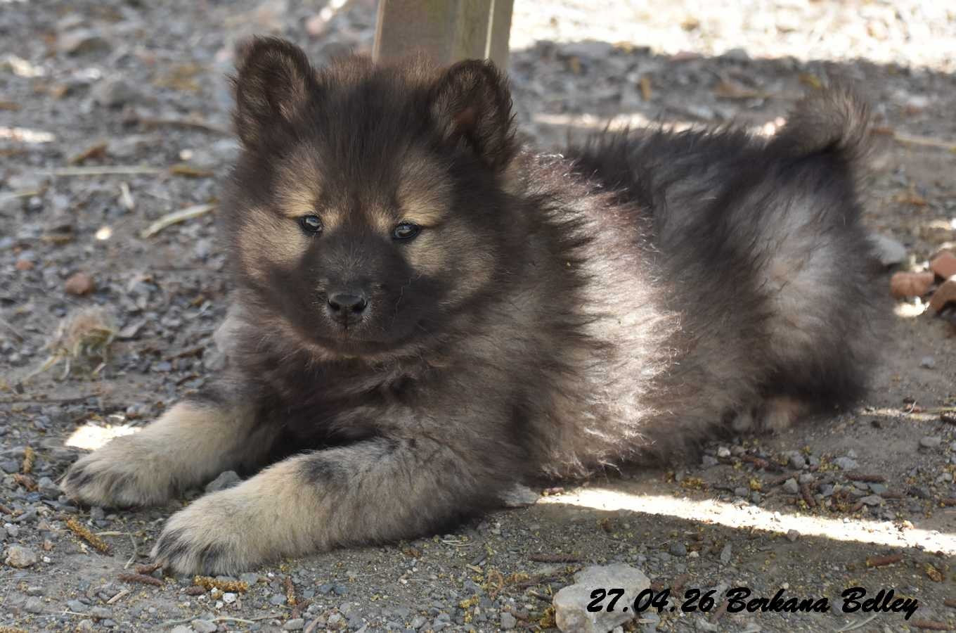 Des crinières de feu - Chiots disponibles - Eurasier