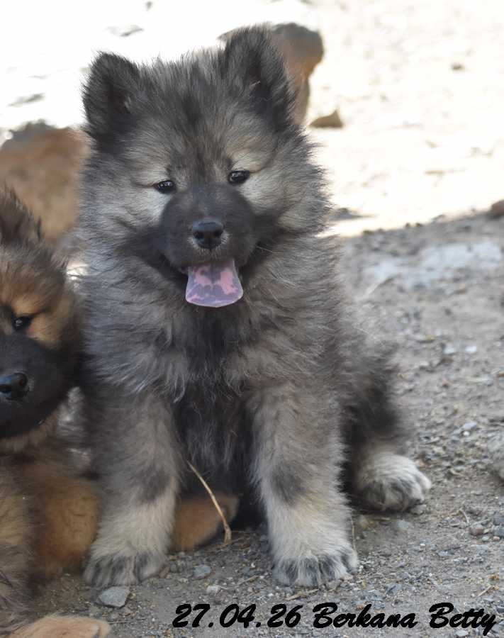 Des crinières de feu - Chiots disponibles - Eurasier