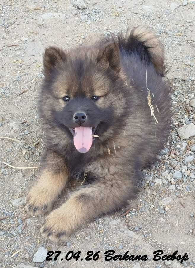 Des crinières de feu - Chiots disponibles - Eurasier