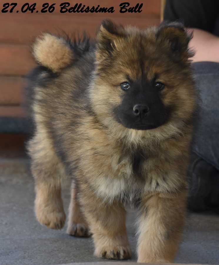 Des crinières de feu - Chiots disponibles - Eurasier