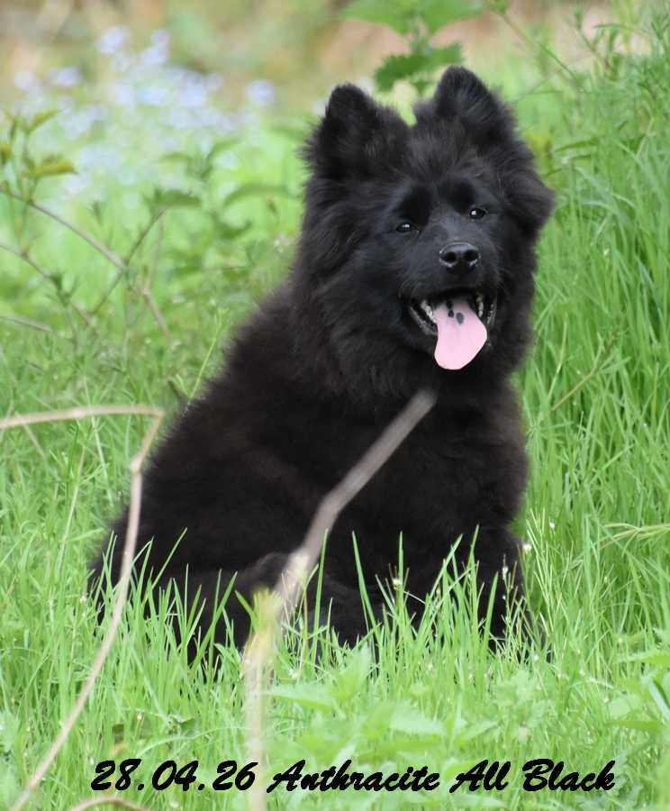 Des crinières de feu - Chiots disponibles - Eurasier