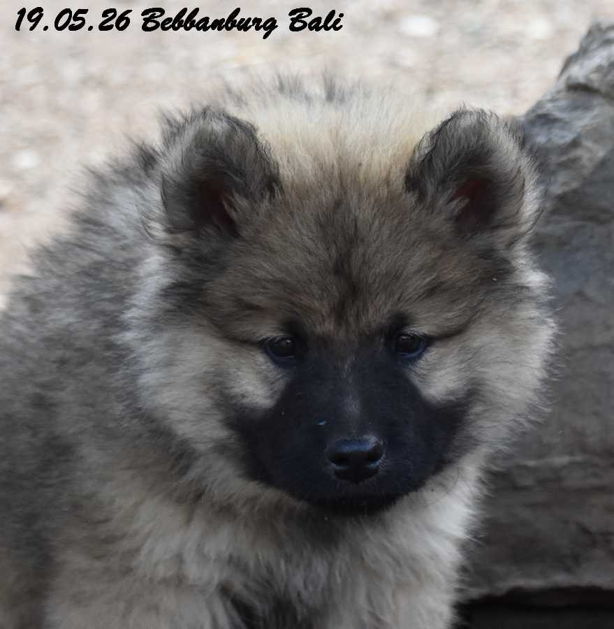 Des crinières de feu - Chiots disponibles - Eurasier
