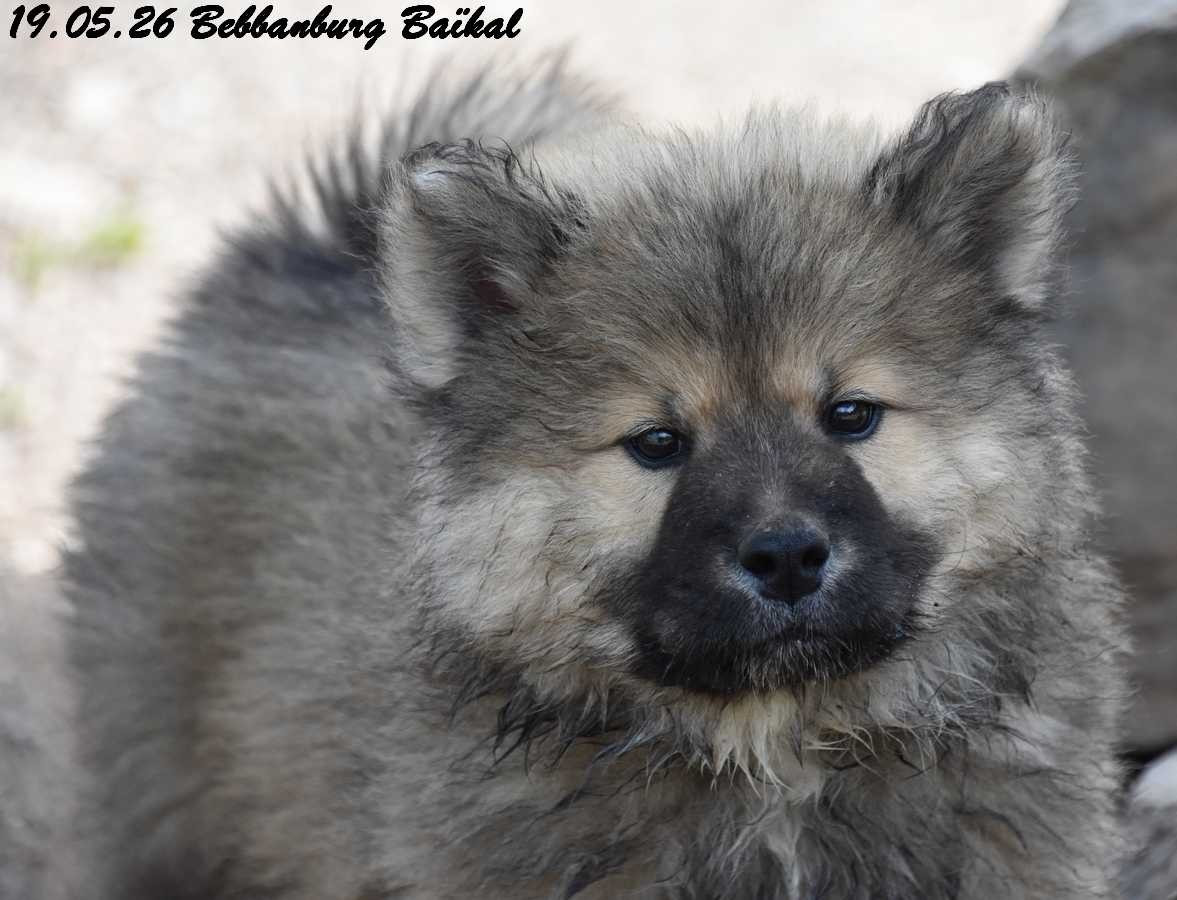 Des crinières de feu - Chiots disponibles - Eurasier