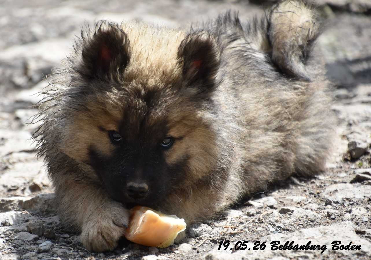 Des crinières de feu - Chiots disponibles - Eurasier