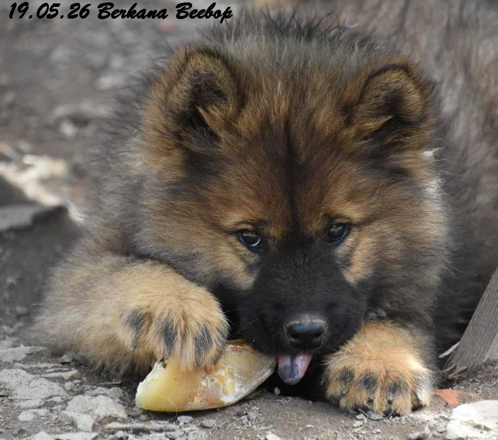 Des crinières de feu - Chiots disponibles - Eurasier