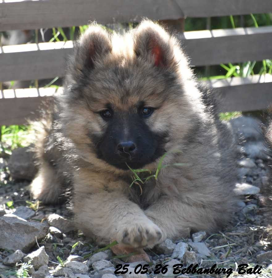 Des crinières de feu - Chiots disponibles - Eurasier