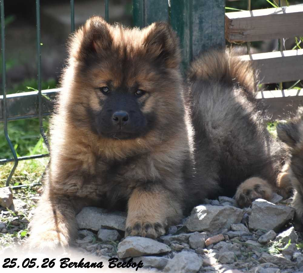 Des crinières de feu - Chiots disponibles - Eurasier