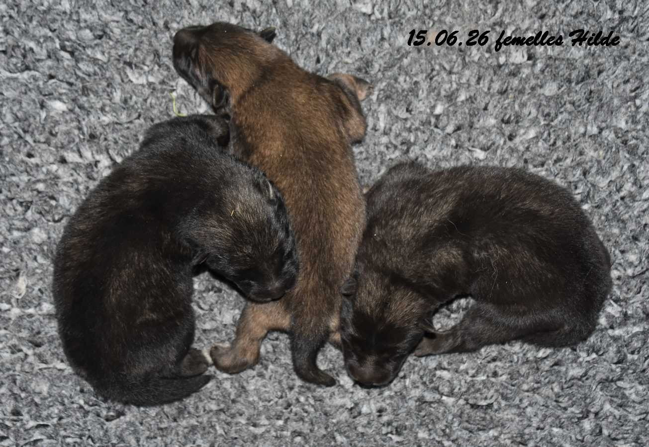 Des crinières de feu - Chiots disponibles - Eurasier