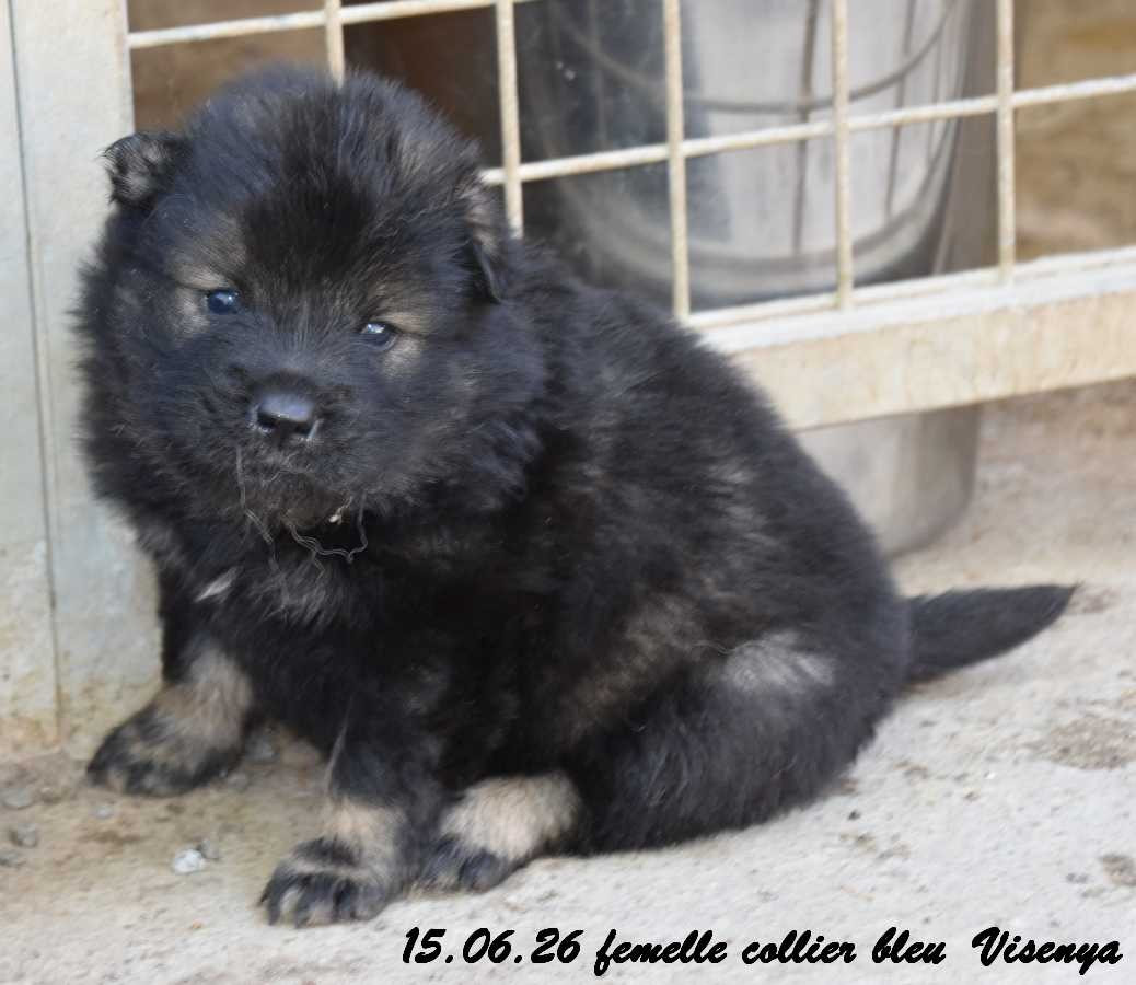 Des crinières de feu - Chiots disponibles - Eurasier