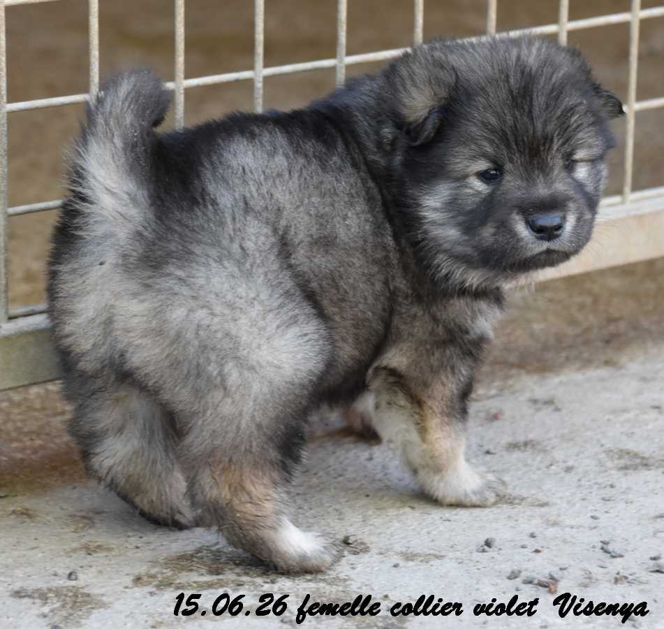 Des crinières de feu - Chiots disponibles - Eurasier
