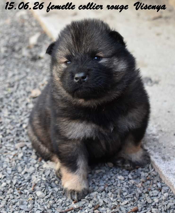 Des crinières de feu - Chiots disponibles - Eurasier
