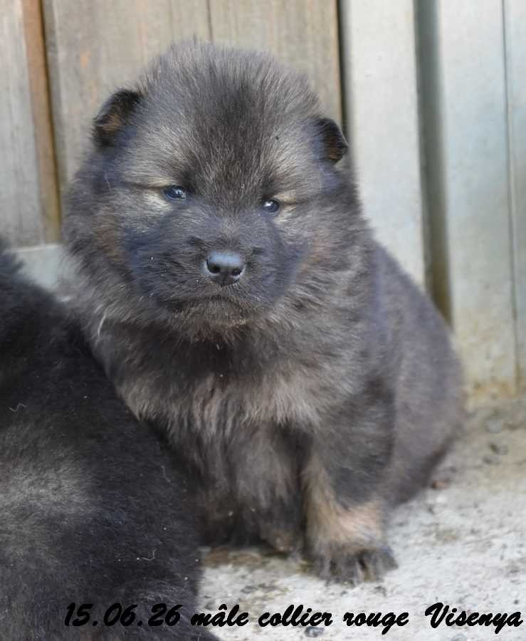 Des crinières de feu - Chiots disponibles - Eurasier