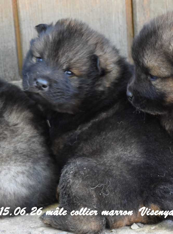 Des crinières de feu - Chiots disponibles - Eurasier