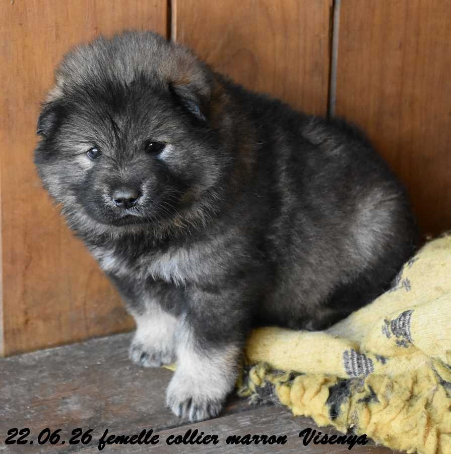 Des crinières de feu - Eurasier - Portée née le 20/05/2026