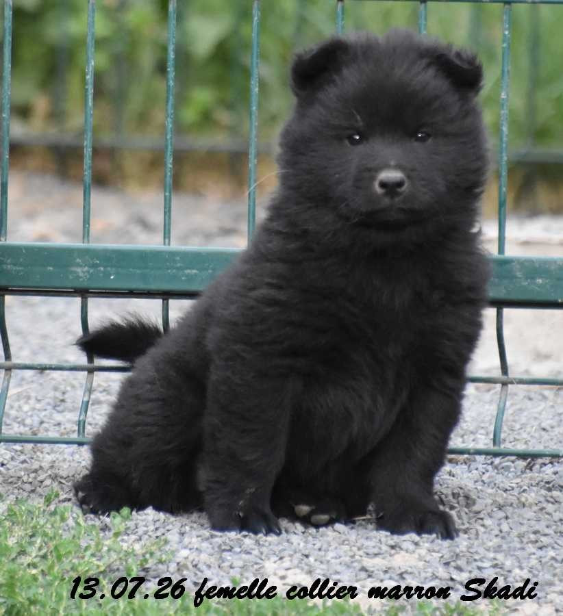 Des crinières de feu - Chiots disponibles - Eurasier