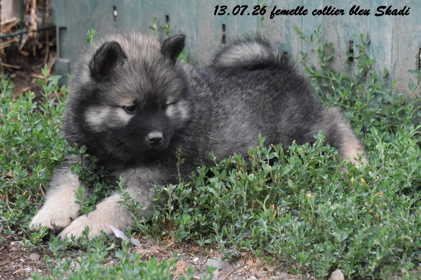Des crinières de feu - Chiots disponibles - Eurasier