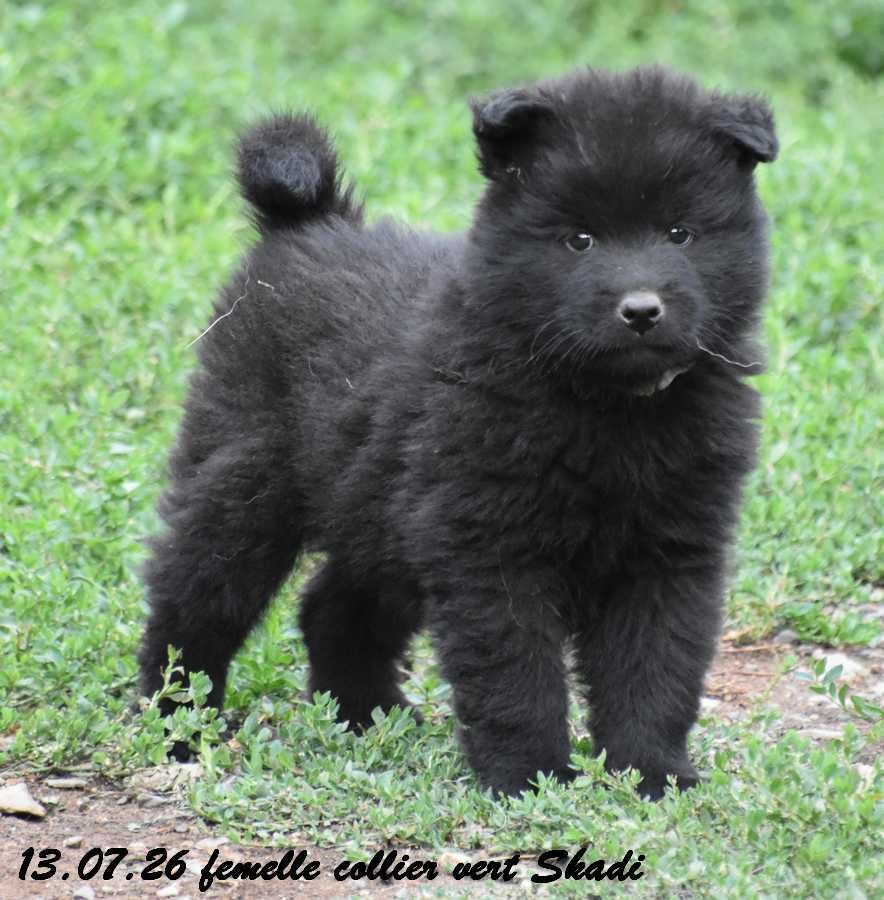 Des crinières de feu - Chiots disponibles - Eurasier