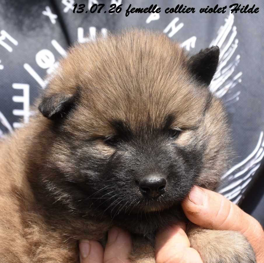 Des crinières de feu - Chiots disponibles - Eurasier