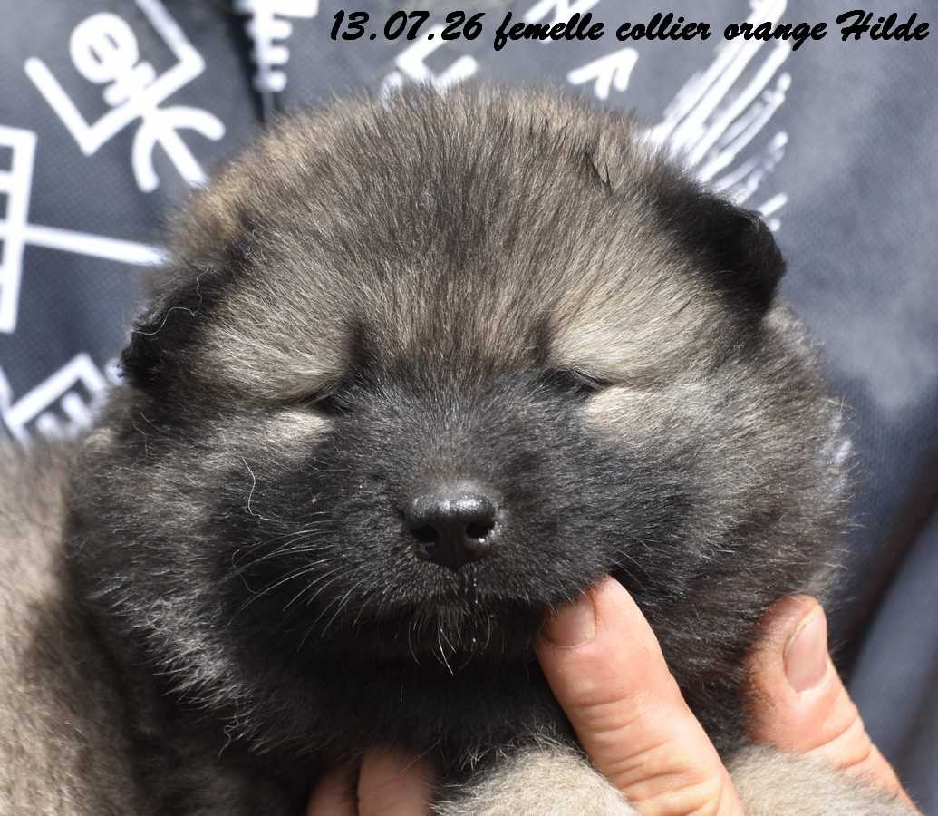Des crinières de feu - Chiots disponibles - Eurasier