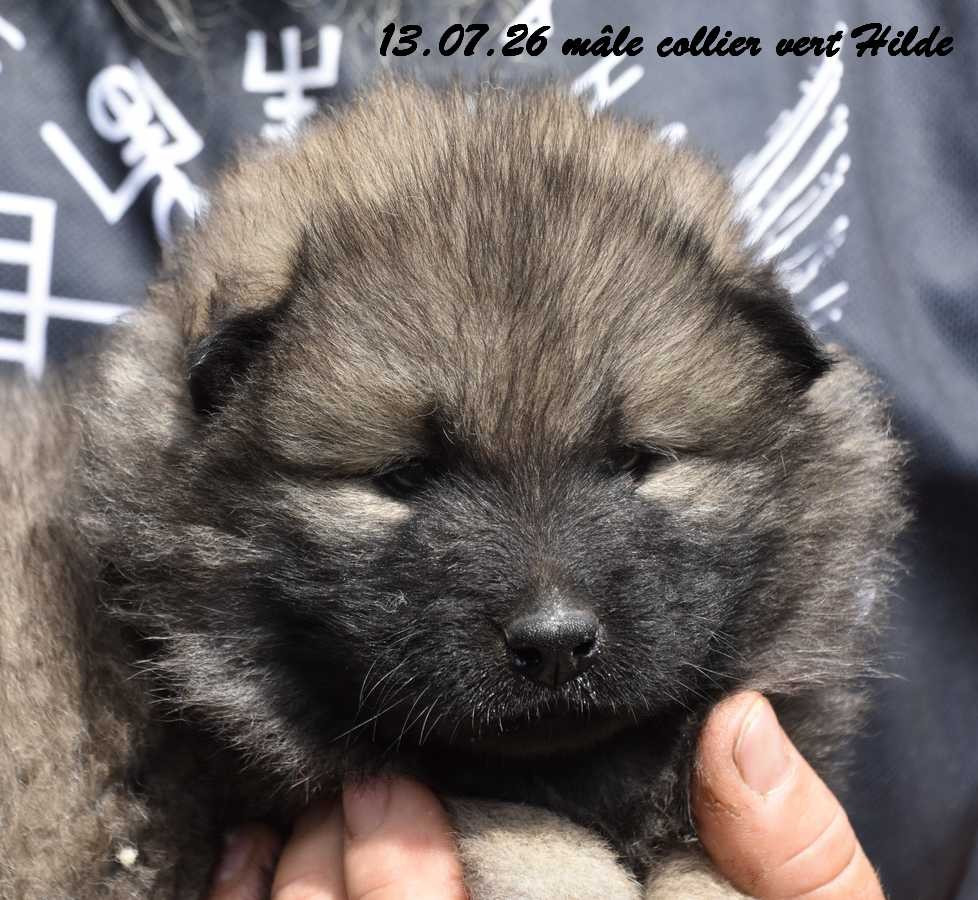Des crinières de feu - Chiots disponibles - Eurasier
