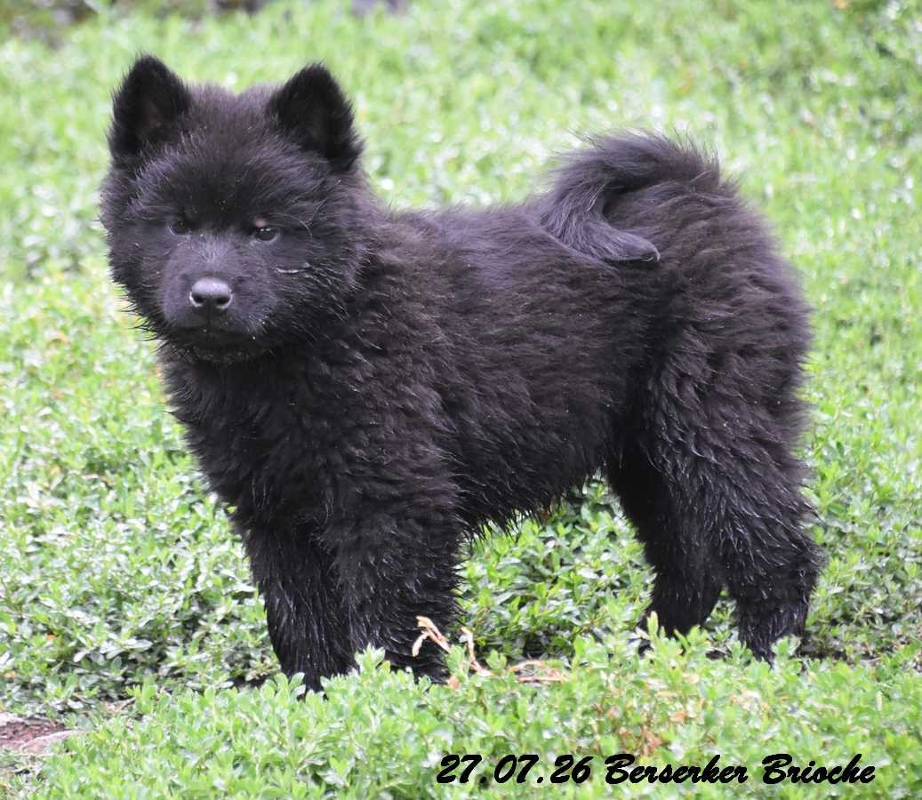 Des crinières de feu - Chiots disponibles - Eurasier