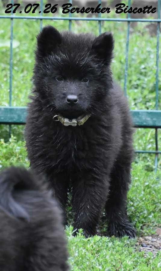 Des crinières de feu - Chiots disponibles - Eurasier