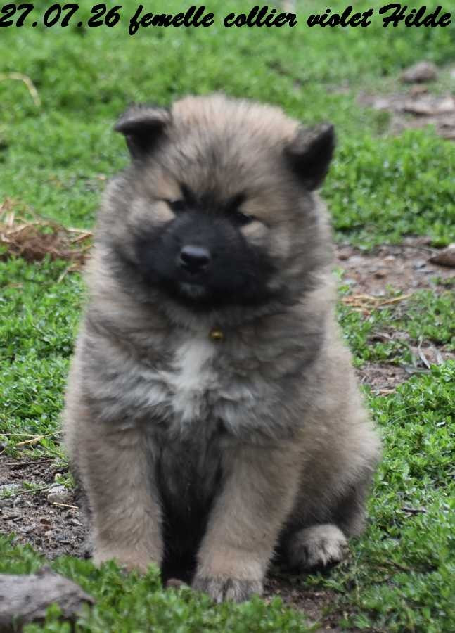 Des crinières de feu - Chiots disponibles - Eurasier