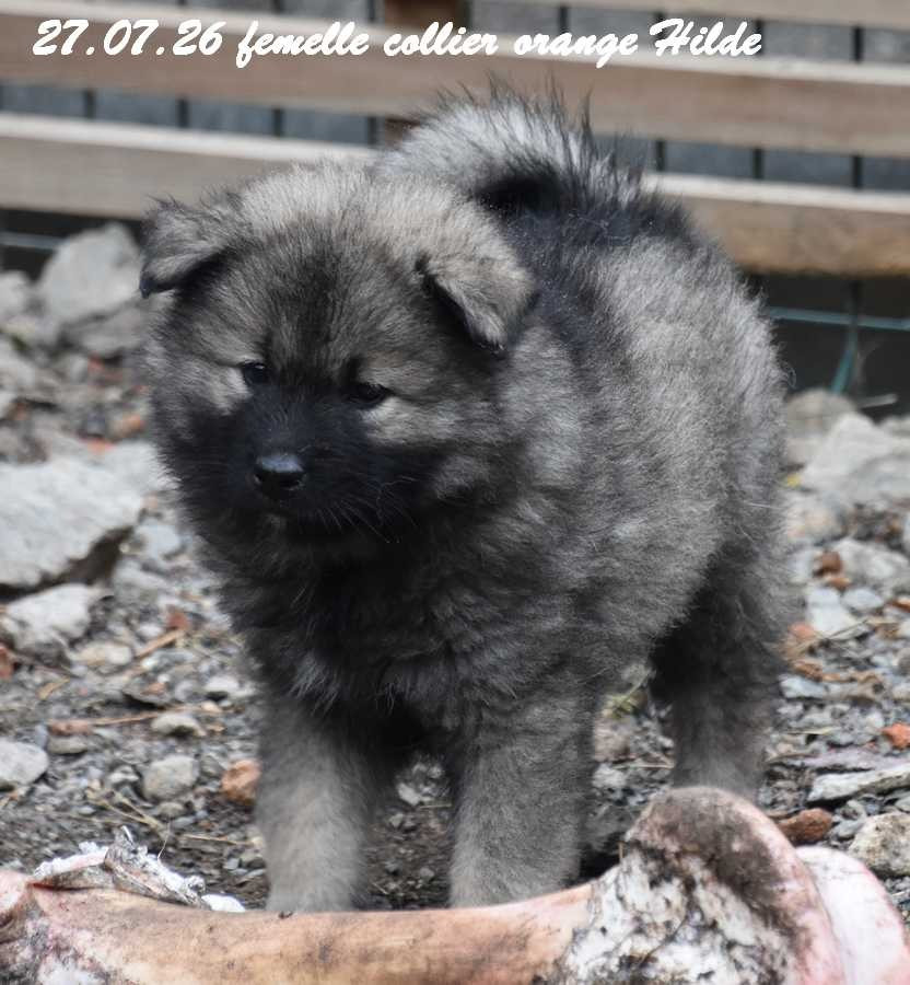 Des crinières de feu - Chiots disponibles - Eurasier