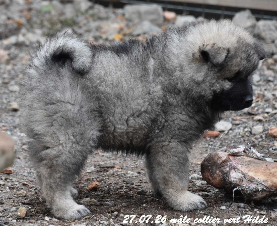Des crinières de feu - Chiots disponibles - Eurasier