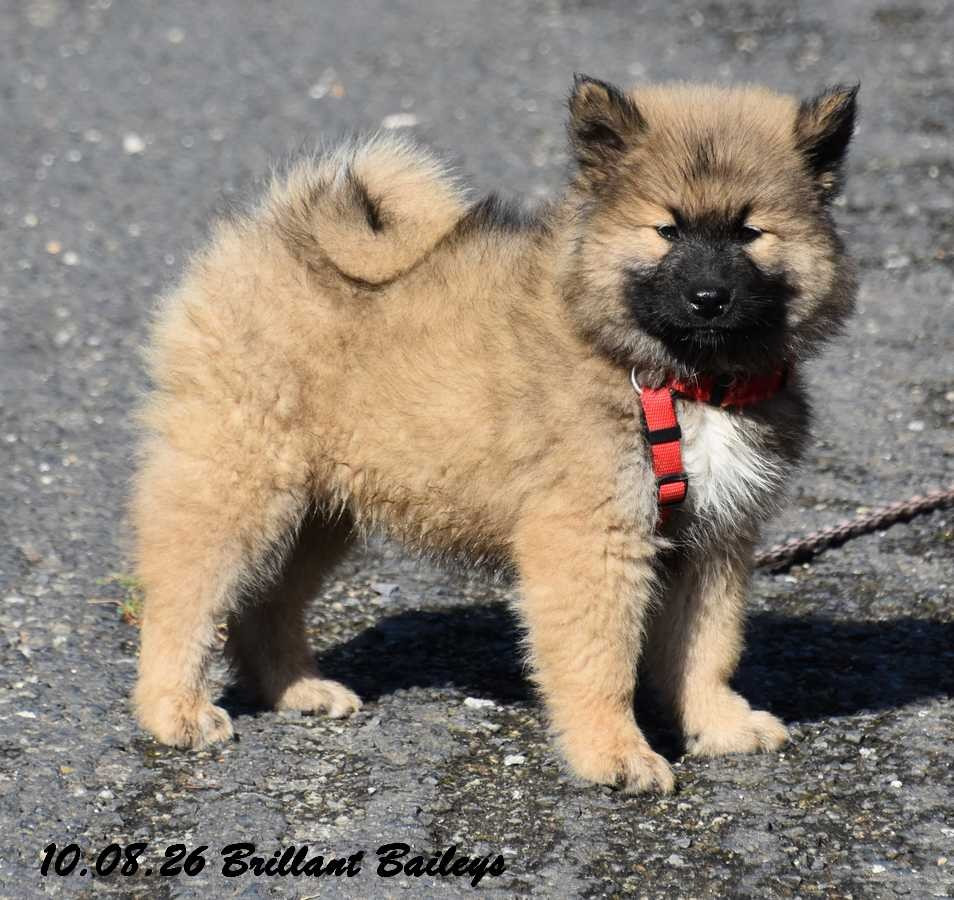 Des crinières de feu - Eurasier - Portée née le 11/06/2026