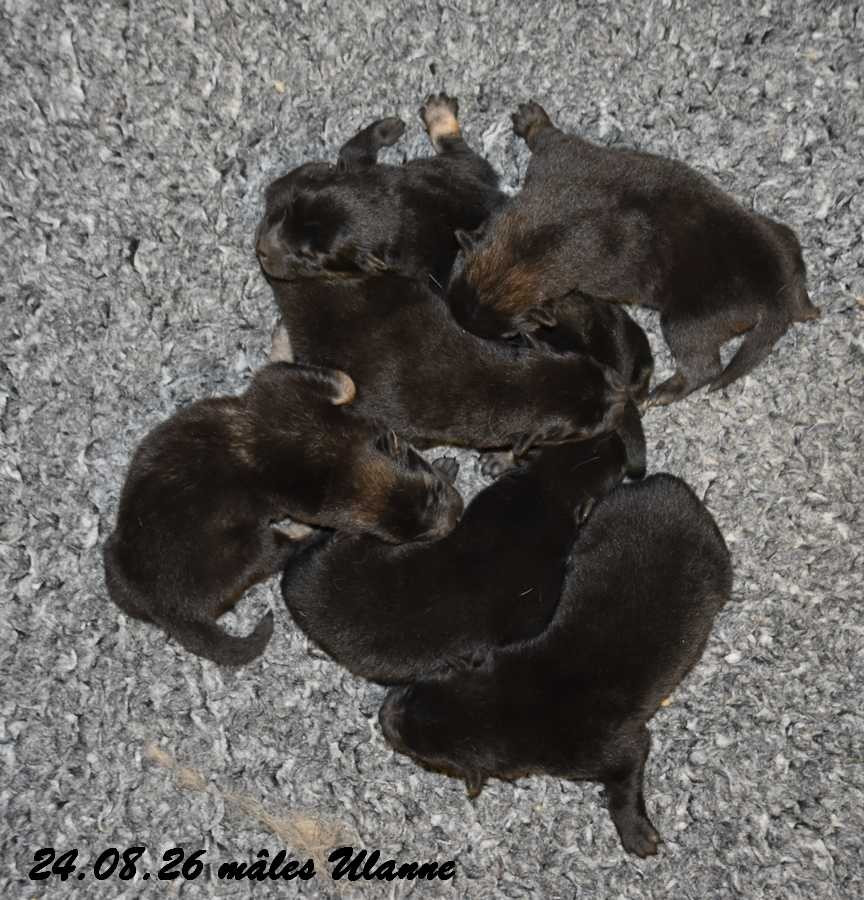 Des crinières de feu - Chiots disponibles - Eurasier