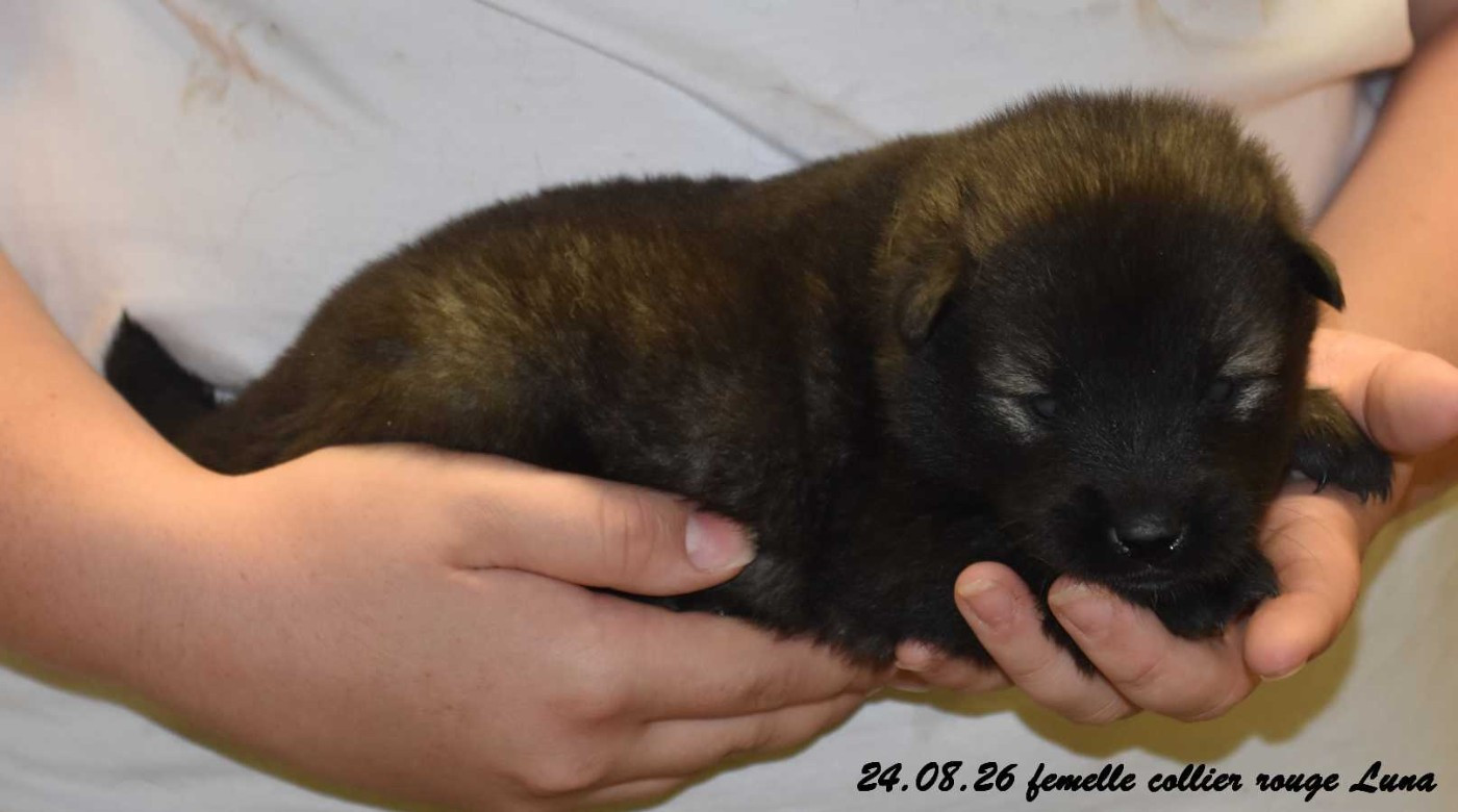 Des crinières de feu - Chiots disponibles - Eurasier