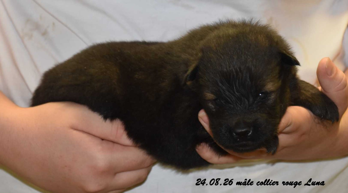 Des crinières de feu - Chiots disponibles - Eurasier