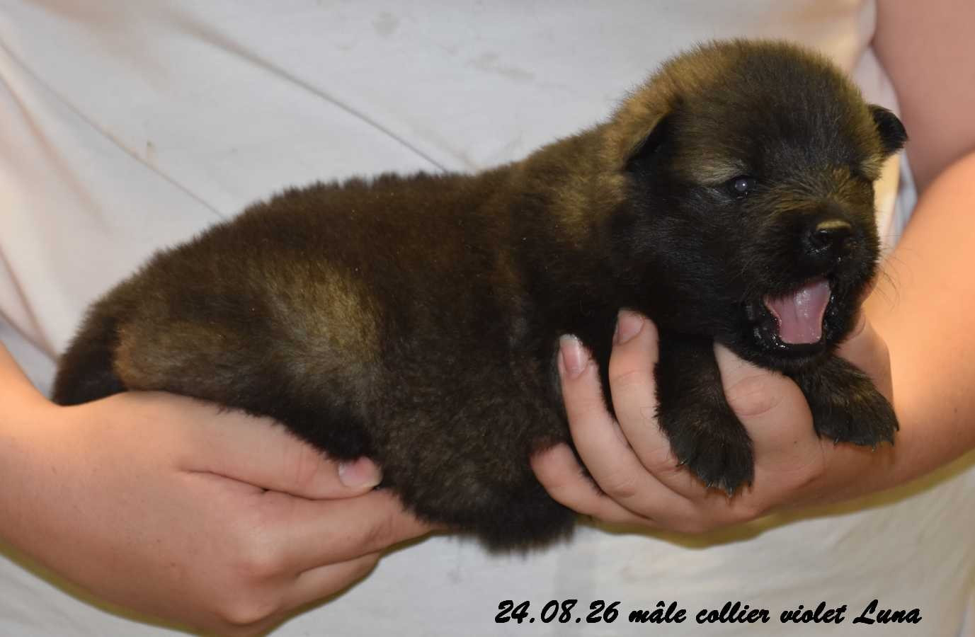 Des crinières de feu - Chiots disponibles - Eurasier