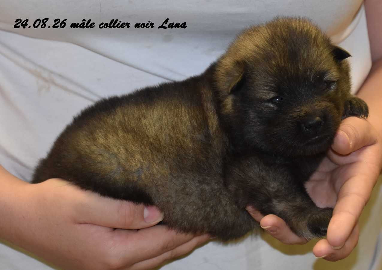 Des crinières de feu - Chiots disponibles - Eurasier