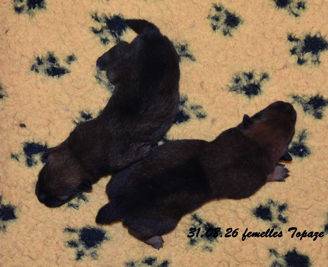Des crinières de feu - Chiots disponibles - Eurasier