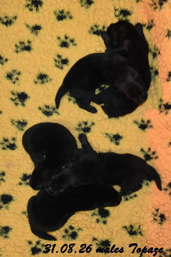 Des crinières de feu - Chiots disponibles - Eurasier