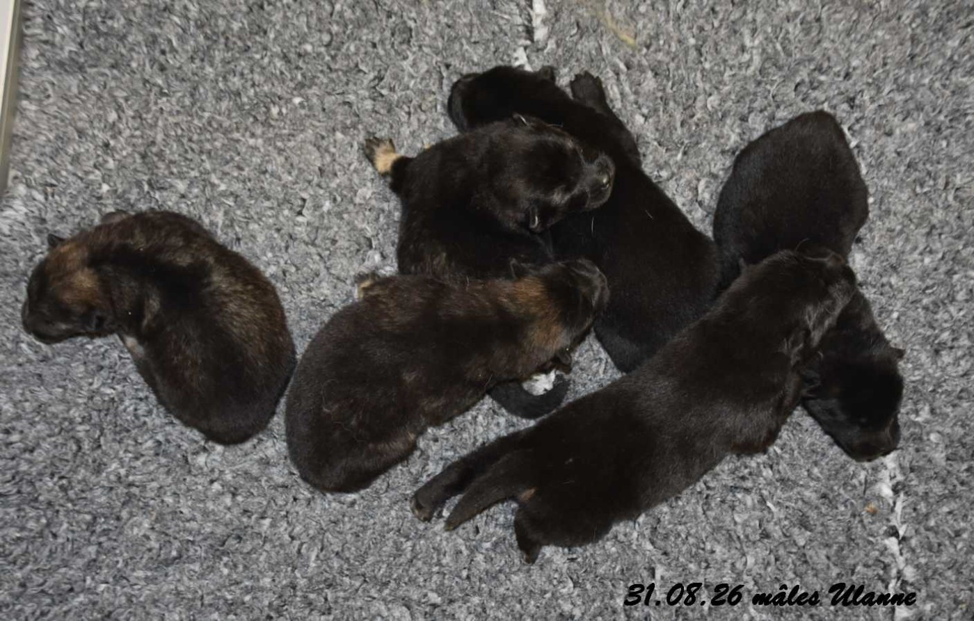 Des crinières de feu - Chiots disponibles - Eurasier