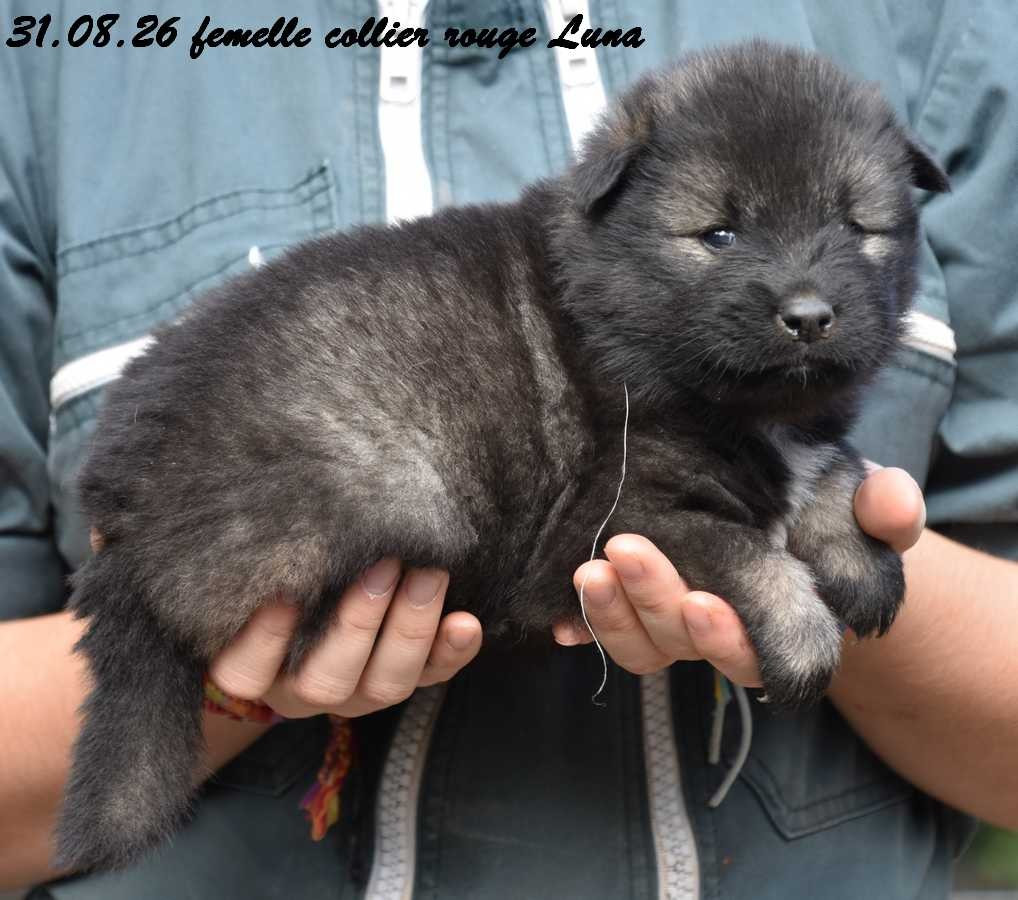Des crinières de feu - Chiots disponibles - Eurasier