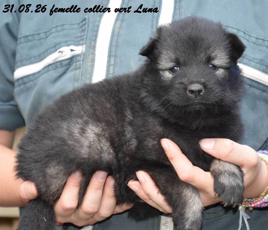 Des crinières de feu - Chiots disponibles - Eurasier