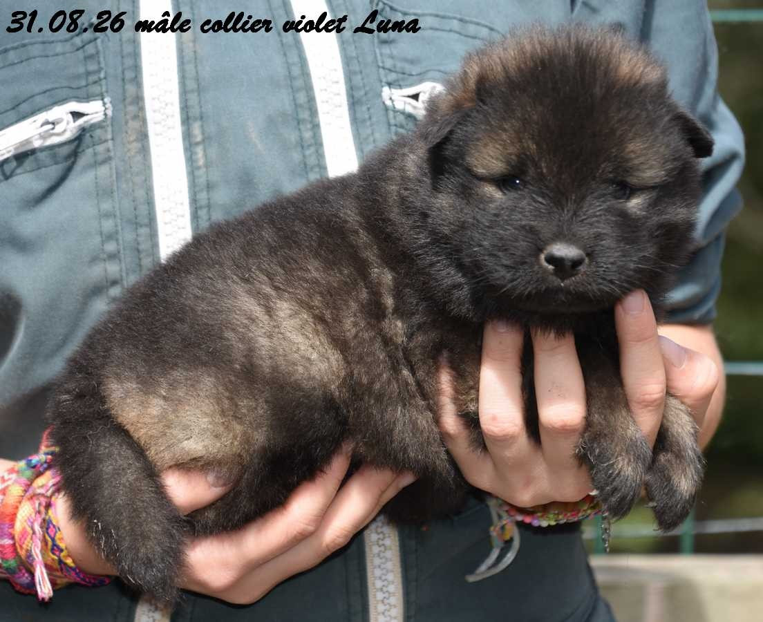 Des crinières de feu - Chiots disponibles - Eurasier